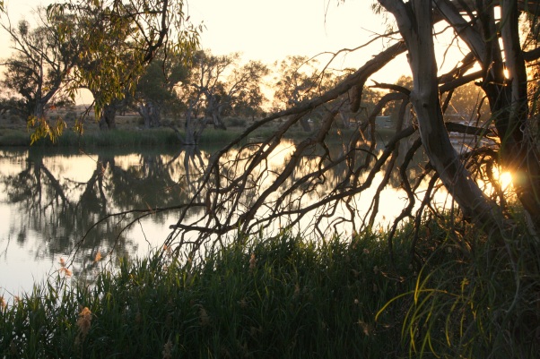 Morning light on the Darling River, Wentworth, NSW. Photo: Erle Levey